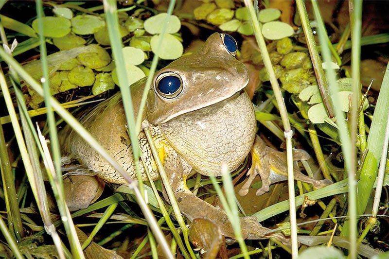 Chamamos de sapos os anfíbios que possuem a pele áspera coberta por glândulas e verrugas. As rãs são as espécies que apresentam a pele lisa e vivem em ambientes aquáticos (algumas utilizadas na alimentação humana).