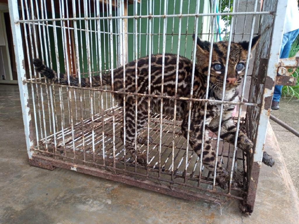 A jaguatirica (nome científico: Leopardus pardalis) ou ocelote é um mamífero carnívoro da família dos felídeos (Felidae) e gênero Leopardus. São reconhecidas 10 subespécies, e o gato-maracajá (L. wiedii) é a espécie mais próxima da jaguatirica