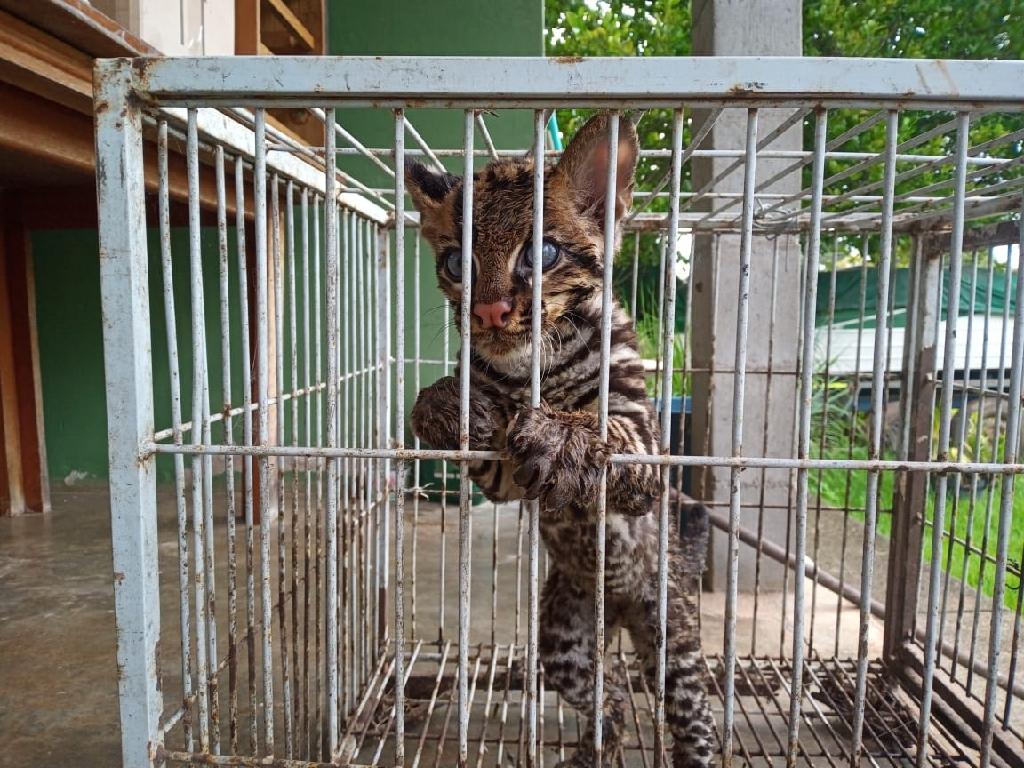 É um felídeo de porte médio, com 72,6 a 100 centímetros de comprimento e peso entre 7 e 15,5 quilos. O padrão de coloração da pelagem é muito semelhante ao do gato-maracajá (L. wiedii), mas a jaguatirica é maior e possui a cauda mais curta. É um animal solitário, noturno, territorial e os machos possuem territórios que se sobrepõem sobre os de várias fêmeas