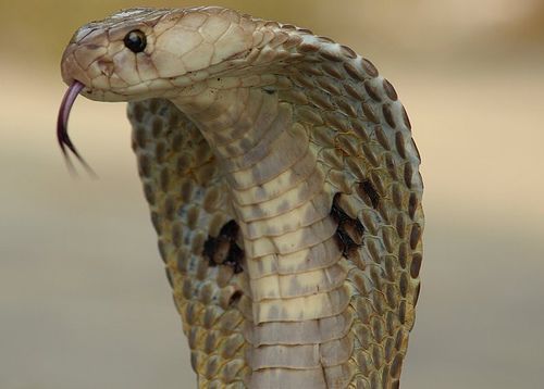 As najas são os animais tipicamente utilizados pelos célebres encantadores de cobras da Índia.