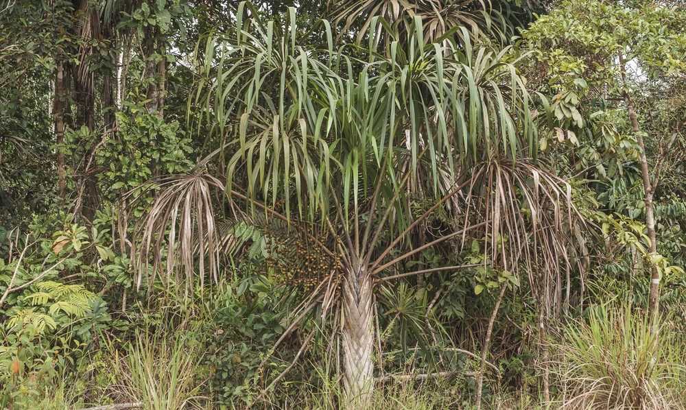 Nova espécie de palmeira é descoberta na Amazônia