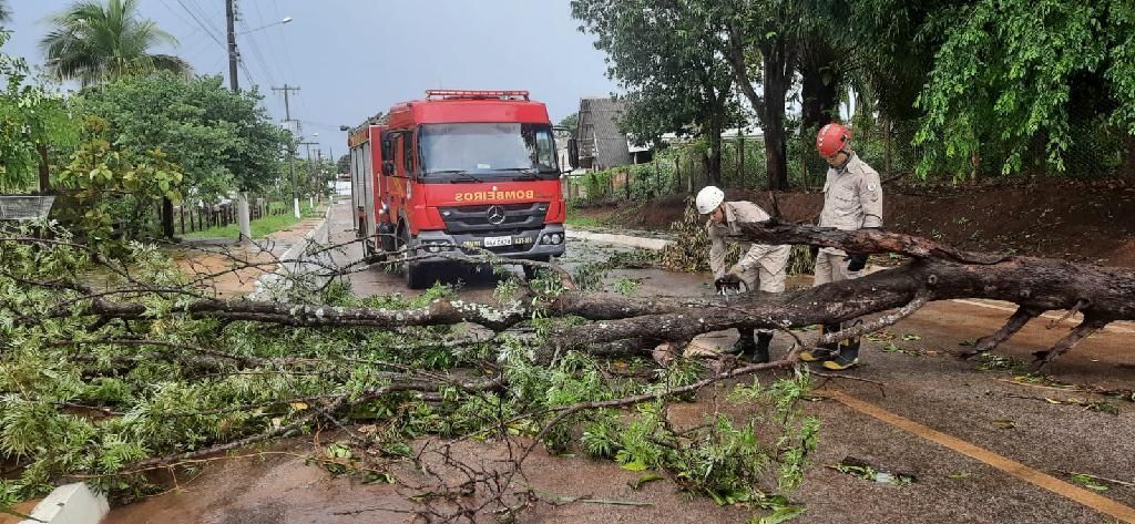 Queda de arvore durante forte chuva em Mato Grosso