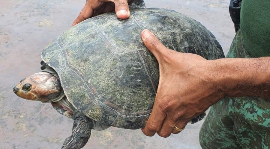 É considerado um animal onívoro, podendo alimentar-se de vegetais aquáticos e frutos, insetos e caramujos. Criado em cativeiro alimenta-se de qualquer coisa que lhes ofereça, em pequenas partes.