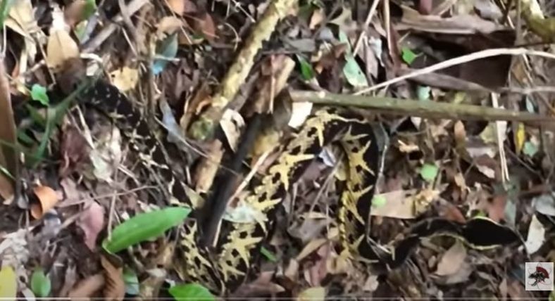 Considerada no reino das serpentes como ‘majestade’, a Jararacuçu (Bothrops jararacússu) é a segunda cobra mais peçonhento, ou seja, venenosa do Brasil.