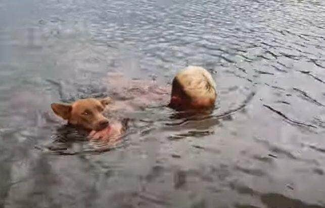 O cachorro ou cão (nome científico: Canis lupus familiaris), no Brasil também chamado de cachorro, é um mamífero da família dos canídeos, subespécie do lobo, e talvez o mais antigo animal domesticado pelo ser humano