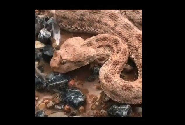 As cobras com chifres ou Víbora com chifres do deserto, também são chamadas de Víbora com chifres do deserto africano, Víbora com chifres do deserto do Saara, Víbora com chifres do Saara, Víbora com chifres do Saara, Víbora com chifres do deserto, Víbora com chifres do Saara ou  Víbora com chifres do deserto.