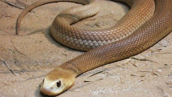 O taipan do interior é um caçador especialista de mamíferos, então seu veneno é especialmente adaptado para matar espécies de sangue quente.