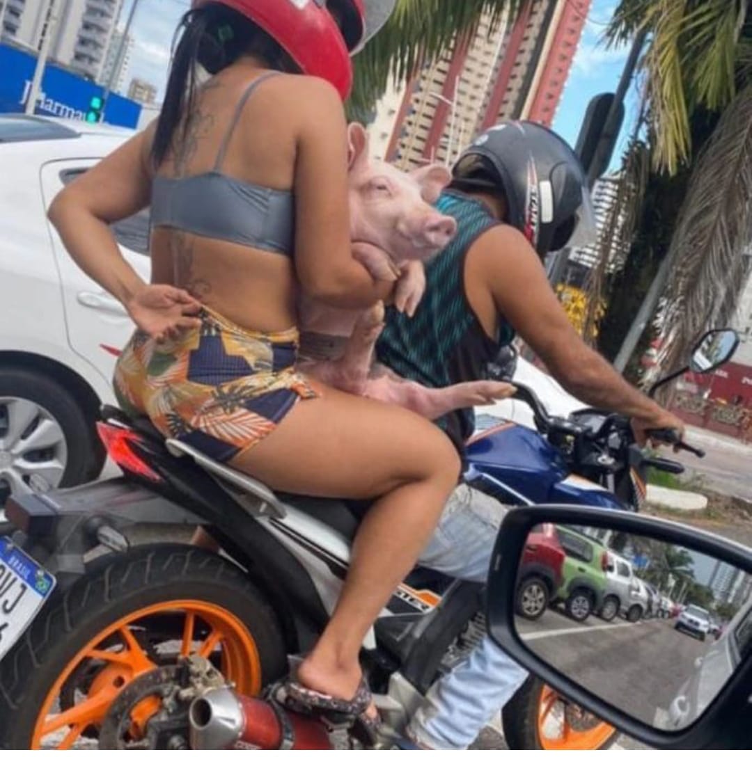Na foto, aparece uma motocicleta conduzida por um homem e ocupada ainda por uma mulher, que carrega em seu colo, um porquinho.