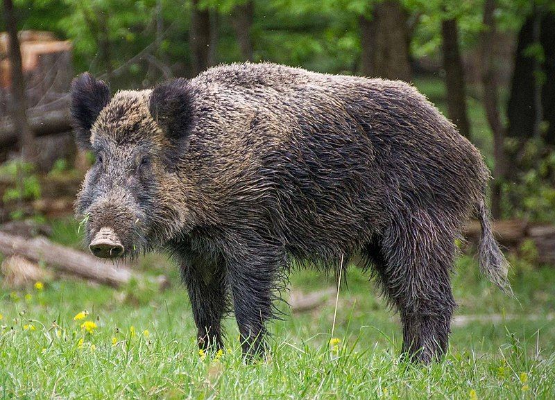 Os javalis são animais de grandes dimensões, podendo os machos pesar entre 50 e 250 kg e as fêmeas entre 40 e 200 kg. Medem entre 1,40 e 1,80 metros de comprimento e podem alcançar uma altura no garrote de 1,10 m