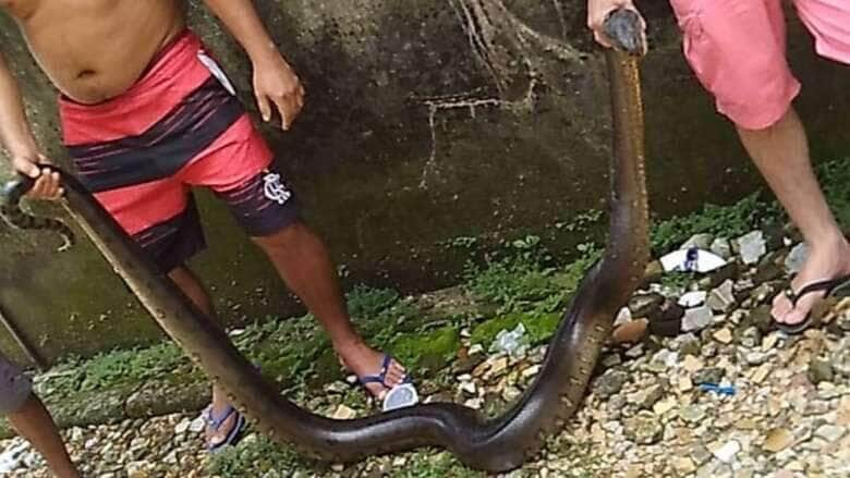 A sucuri é uma cobra da família Boidae, pertencente ao gênero Eunectes e sua distribuição geográfica é restrita à América do Sul.