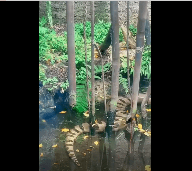 Estas cobras vivem perto de córregos, rios e lagos. Apesar de não serem ágeis em ambiente terrestre, elas são muito rápidas dentro d’água podendo ficar até 30 minutos sem respirar. Possuem hábitos crepusculares e noturnos.