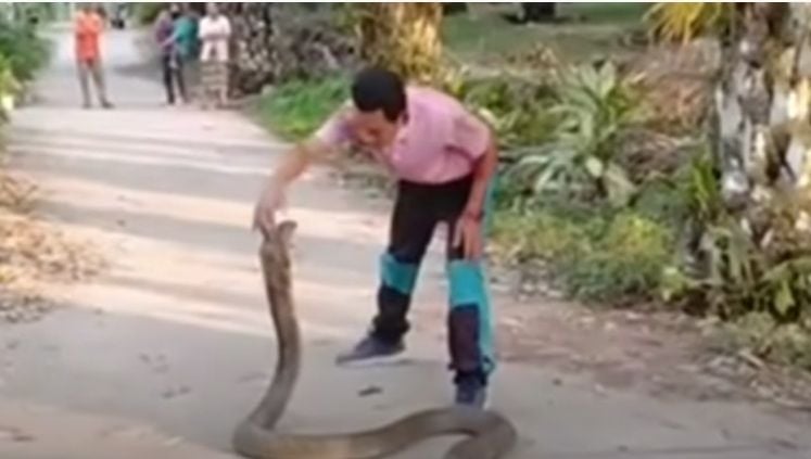 O homem que aparece no vídeo é um especialista na captura de cobras-real e usa toda sua técnica para imobilizar a cobra