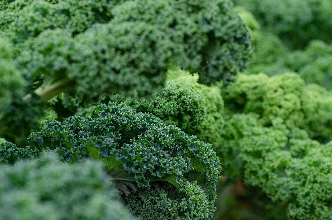 Estes são os 11 alimentos com mais agrotóxicos 2 couve