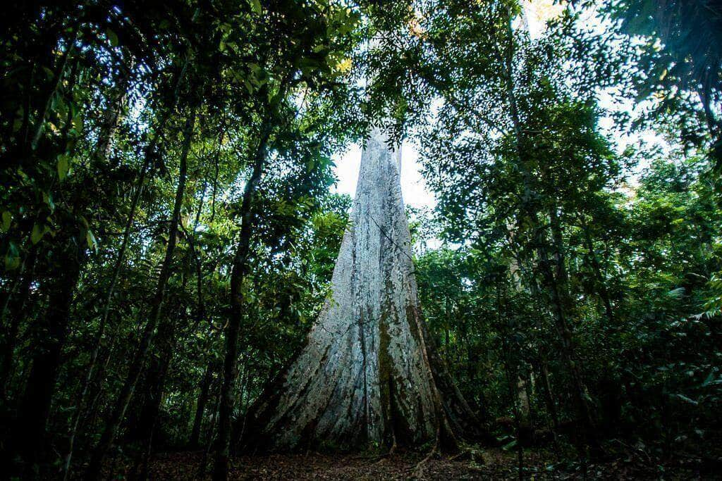 dados oficiais do inpe apontam queda de 22 no desmatamento em mato grosso