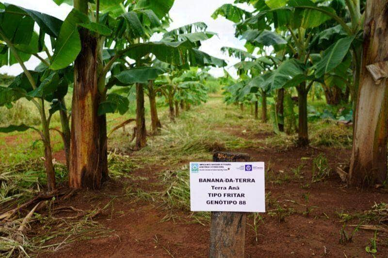 jardim clonal de bananas do horto e ampliado e mudas integrarao programa frutifica lucas