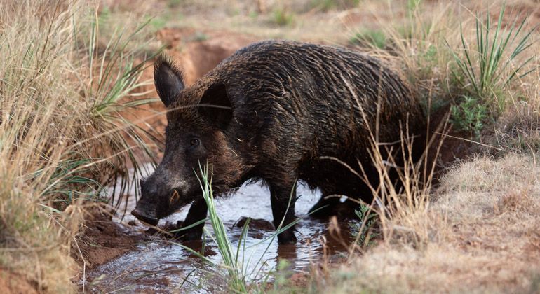 Os javalis são animais terríveis. Comem e destroem tudo o que encontram pela frente. Além de competirem de maneira desigual com os animais silvestres, um grupo de javalis é capaz de devastar plantações inteiras em uma única noite.