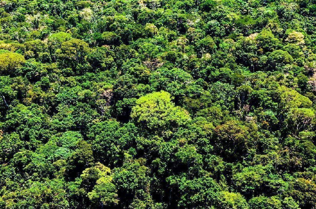 mato grosso reduz em 22 alertas de desmatamento nos ultimos 6 meses