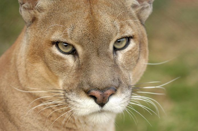 A onça-parda (português brasileiro) ou puma (português europeu) (nome científico: Puma concolor), também conhecida no Brasil por suçuarana e leão-baio, é um mamífero carnívoro da família dos felídeos (Felidae) e gênero Puma, nativo da América