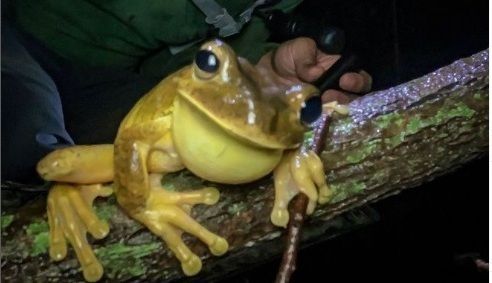 A perereca habita florestas tropicais úmidas e suas áreas de entorno, como a Mata Atlântica e o Cerrado, podendo ser visto também em plantações e florestas secundárias. É arborícola e costuma estar próximo a corpos d'água.