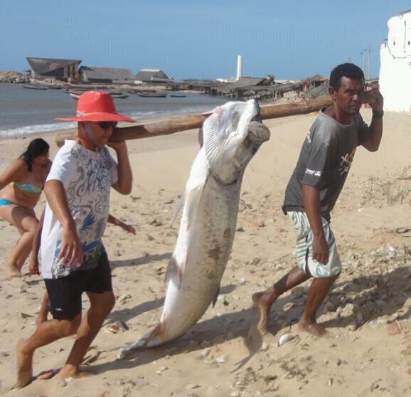 O camurupim é capaz de encher sua bexiga natatória com ar, de forma semelhante a um pulmão primitivo. Assim, esse peixe consegue sobreviver em ambientes com baixo nível de oxigênio na água.