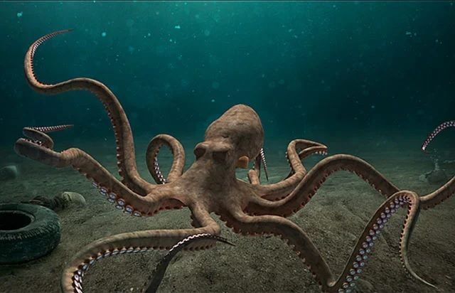 Os polvos são moluscos marinhos da classe Cephalopoda, da ordem Octopoda, possuindo oito braços fortes e com ventosas dispostos à volta da boca.