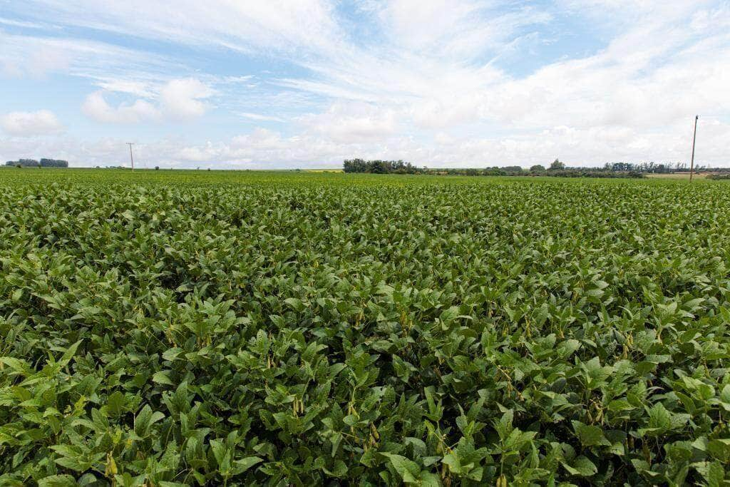 produtores de soja tem ate dia 15 para cadastrar area plantada