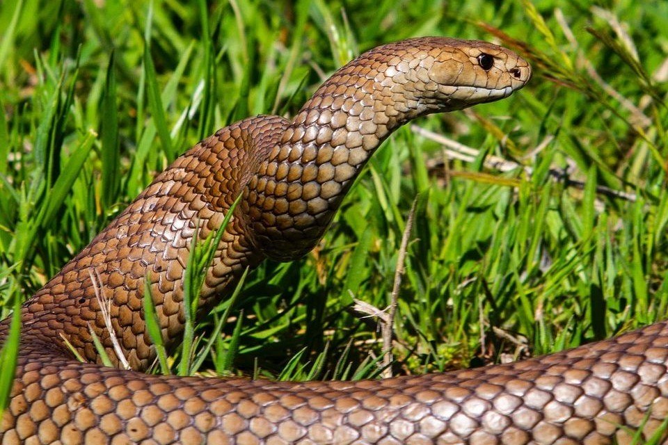 Essa cobra tem hábitos diurnos, portanto ela tem pupilas redondas, porém quando está muito quente elas podem ficar até mais tarde procurando comida