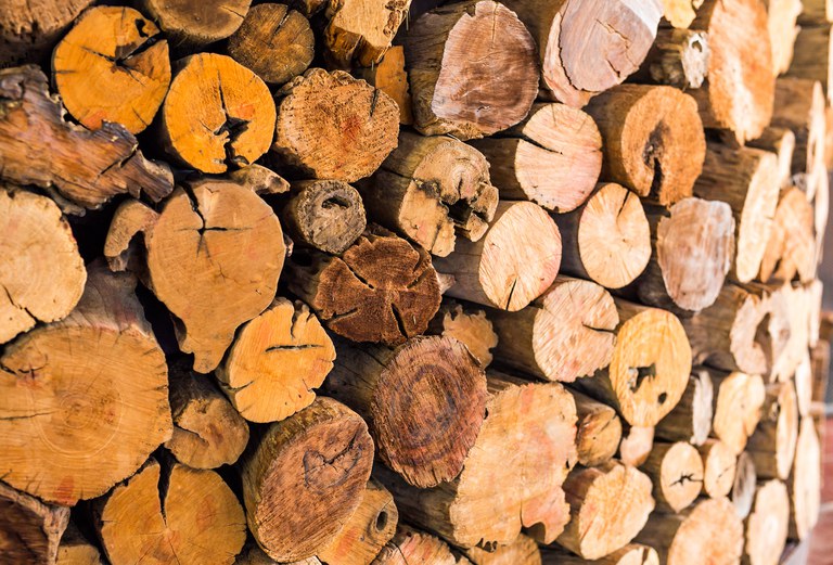 sistema do sfb auxilia a identificar especies de madeira florestal