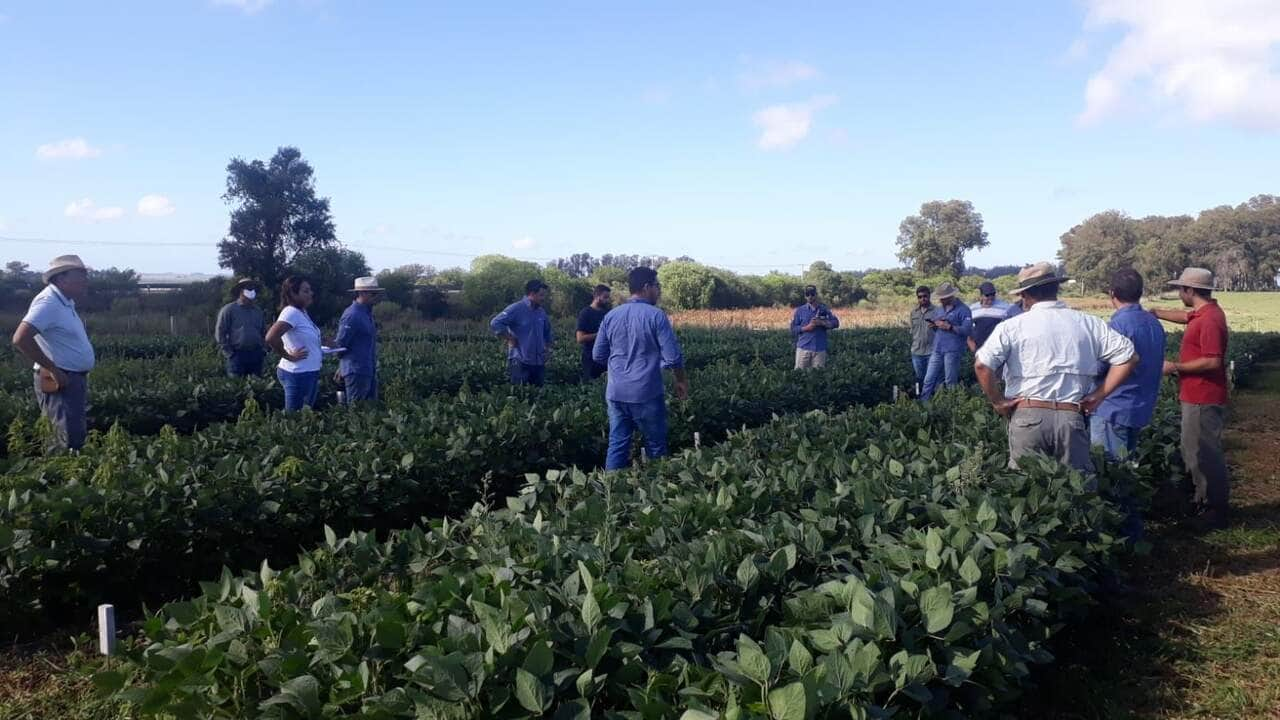 tecnicos acompanham pesquisa para o controle de plantas daninhas na cultura da soja