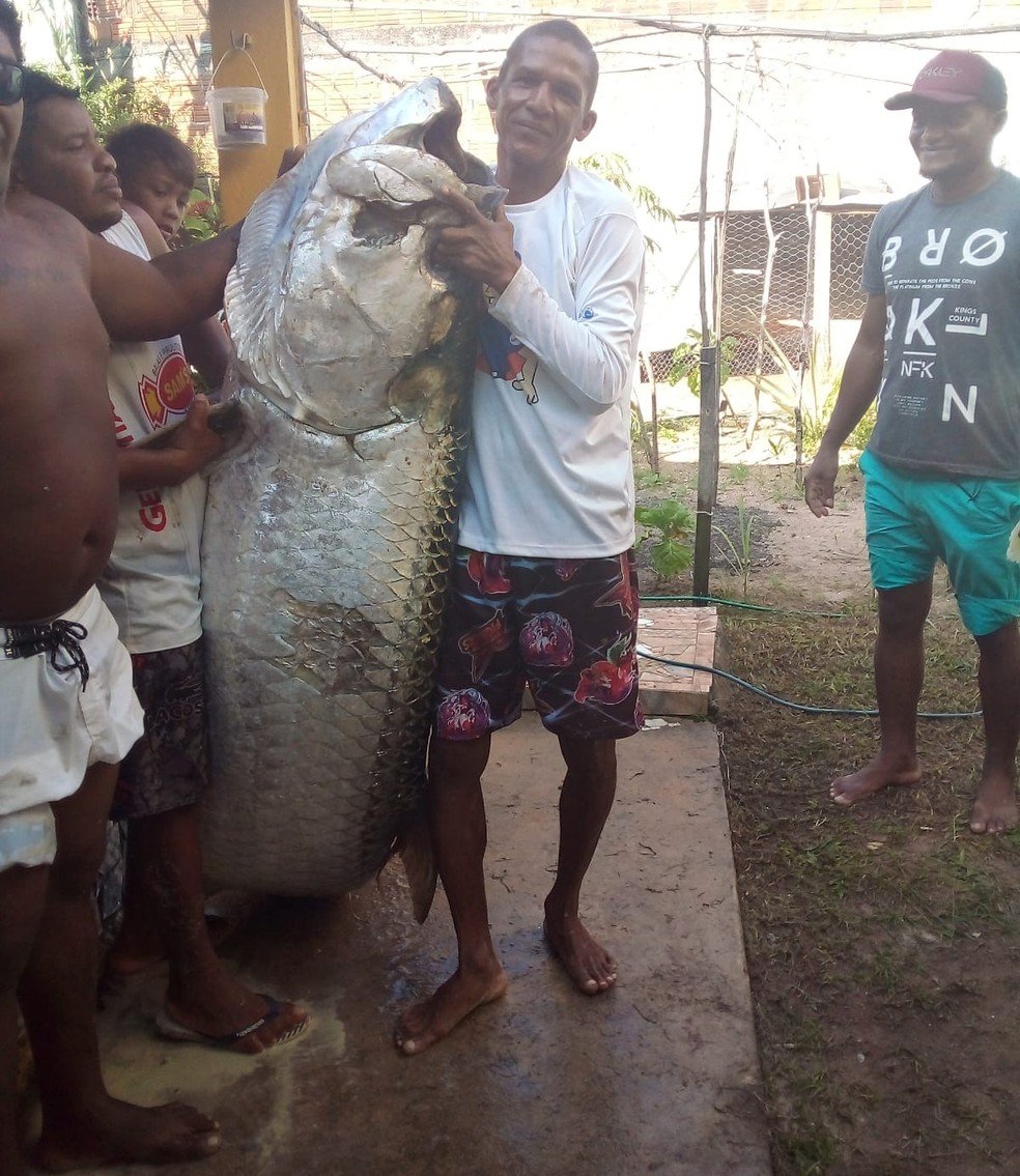 Megalops atlanticus é uma espécie costeira popularmente conhecida no Brasil como pirapema ou camurupim e em inglês como tarpon, sendo encontrado desde o Amapá até a região norte do Espírito Santo, habitando os canais de mangue e águas fluviais que desembocam no mar quando juvenis (áreas de baixa salinidade) e costa em geral durante a fase adulta