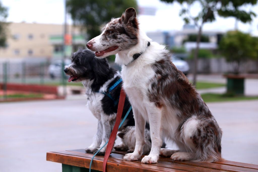 Pessoas com transtornos mentais poderão entrar em espaços públicos de MT com cães de suporte emocional