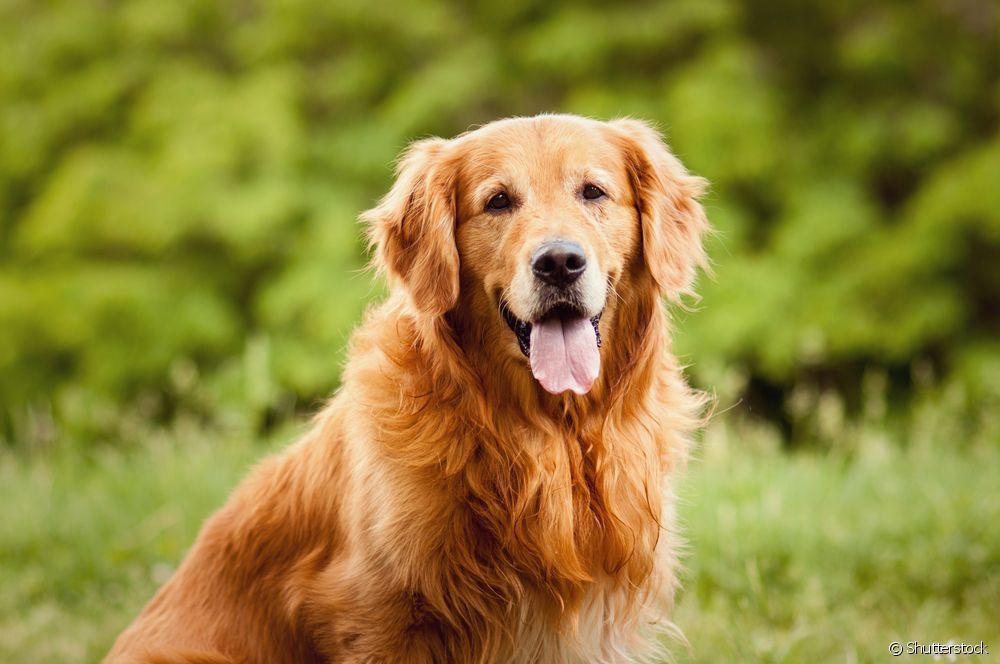 Além de saber se comunicar bem, o cachorro inteligente geralmente tem uma capacidade mais apurada de identificar sentimentos em seus donos humanos