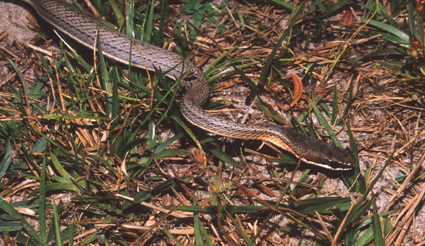 É uma serpente opistóglifa, podendo atingir um comprimento de 160 cm, corpo amarelo-bronzeado com quatro linhas laterais escuras e escamas que apresentam uma borda negra.