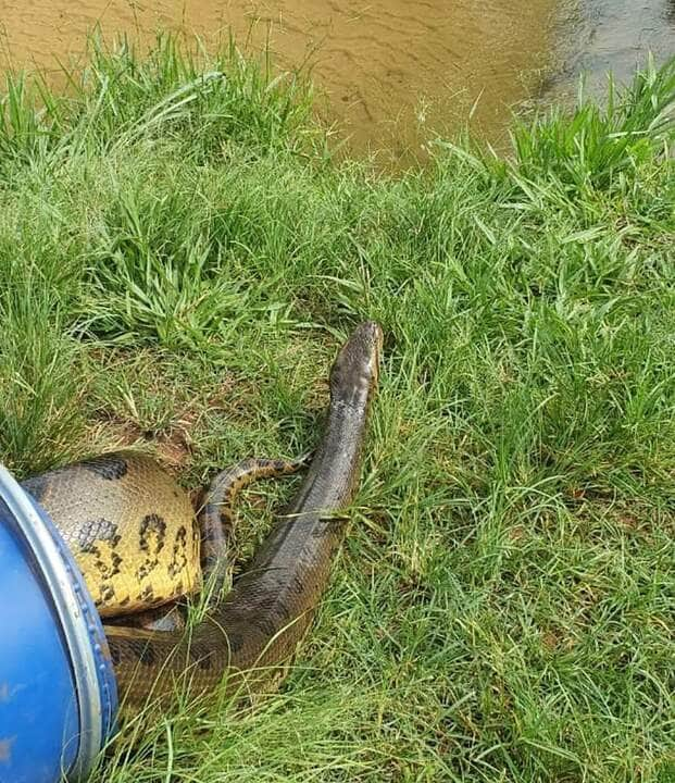 O resgate da cobra sucuri aconteceu na tarde da última quarta-feira (30) e foi feito por funcionários da fazenda.