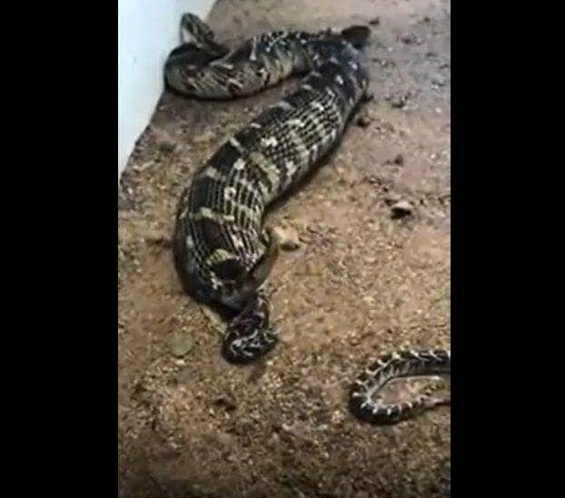 Estas cobras vivem perto de córregos, rios e lagos. Apesar de não serem ágeis em ambiente terrestre, elas são muito rápidas dentro d’água podendo ficar até 30 minutos sem respirar. Possuem hábitos crepusculares e noturnos.