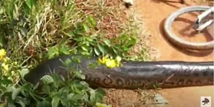 Estas cobras vivem perto de córregos, rios e lagos. Apesar de não serem ágeis em ambiente terrestre, elas são muito rápidas dentro d’água podendo ficar até 30 minutos sem respirar. Possuem hábitos crepusculares e noturnos.