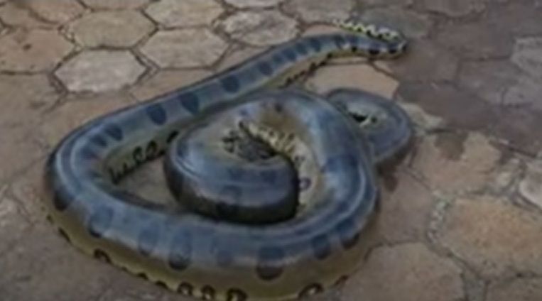 Uma cobra sucuri gigante foi capturada na área urbana do estado de São Paulo (SP) e foi necessário o esforço de cinco militares do Corpo de Bombeiros para fazer o resgate da serpente
