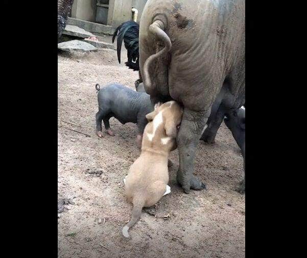 Em grande parte do Brasil os termos “cachorro” e “cão” são utilizados como equivalentes. Assim, para se referir a um peludo, independentemente de raça ou tamanho, os dois termos são válidos. Basta escolher o que preferir.