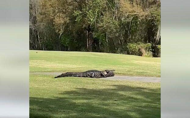 Os jacarés habitam as Américas, tendo desaparecido da Europa no Plioceno. Na América do Norte, ocorre, somente, o gênero Alligator