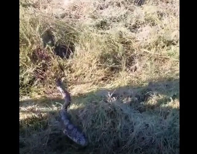 A maior parte das cobras-capelo põe ovos e a maior parte delas os abandona pouco depois da ovoposição.