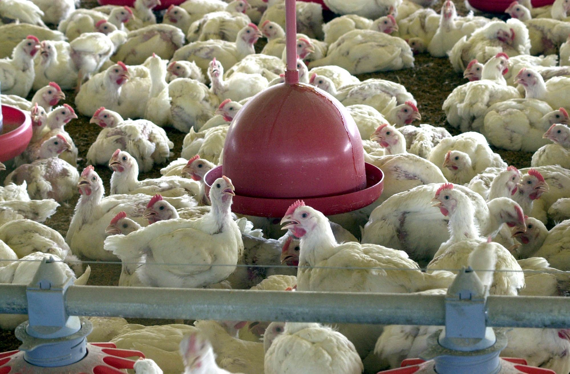 brasil registra recorde no abate de frangos em 2021