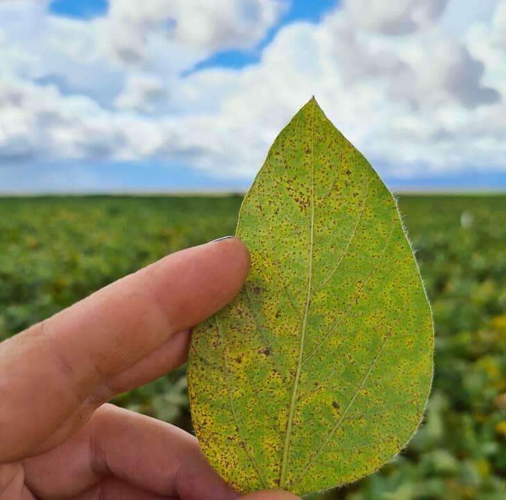 Cenário da ferrugem na safra 2021/22 foi de baixo impacto, mas produtor não pode descuidar 2 detalhe ferrugem scaled