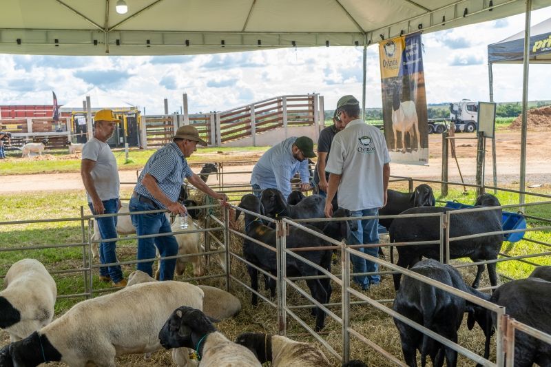 exposicao de ovinos no show safra visa fomentar a cadeia produtiva no municipio