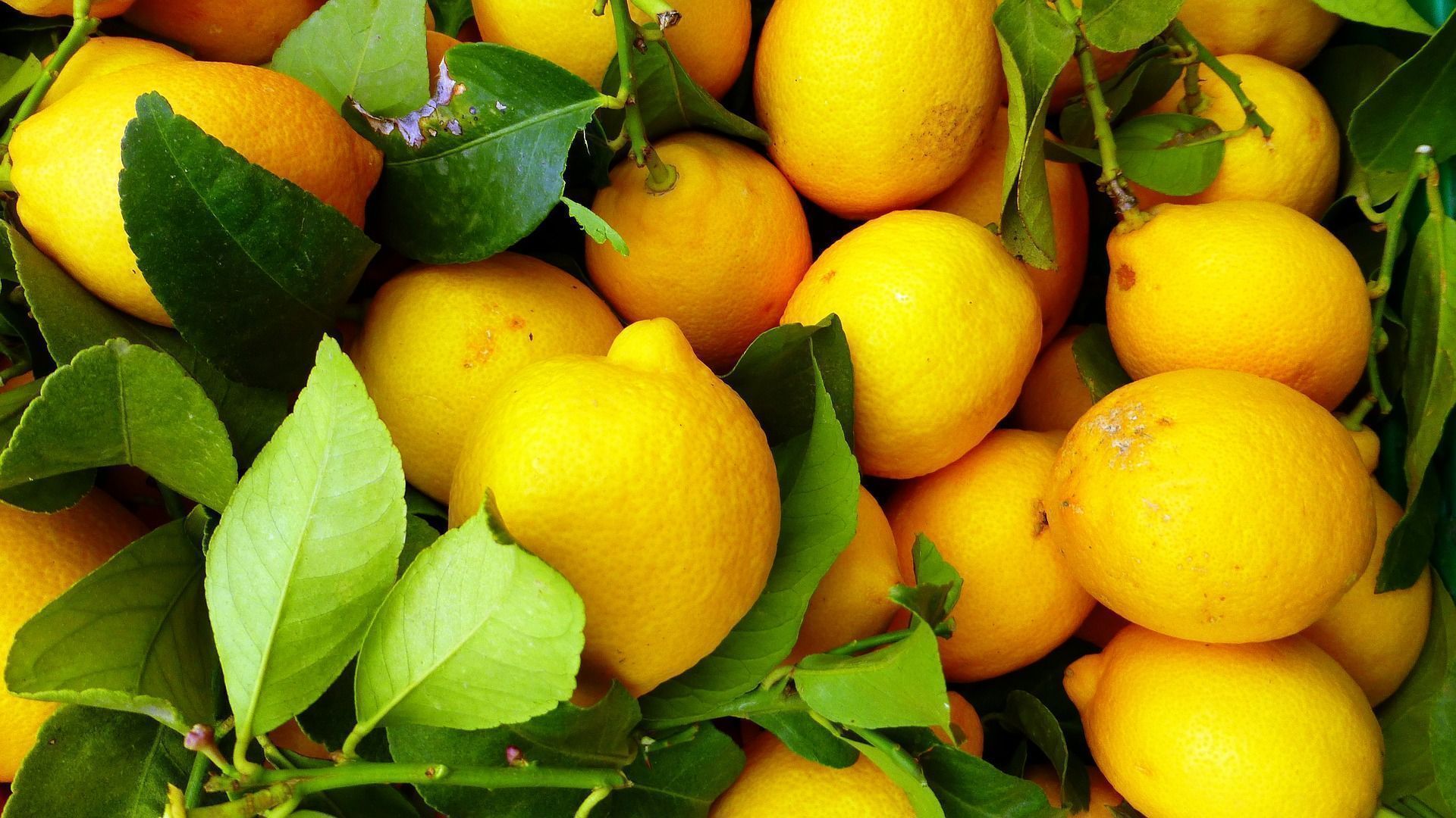 O que acontece se eu beber limão todos os dias?