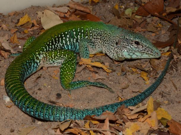 O lagarto ou calango como é conhecido, pertence a família dos teídeos ou da família Tropiduridae, principalmente os de pequeno porte, Cnemidophorus, Tropidurus e outros que vivem geralmente no solo ou em pedreiras, alimentando-se de alguns artrópodes