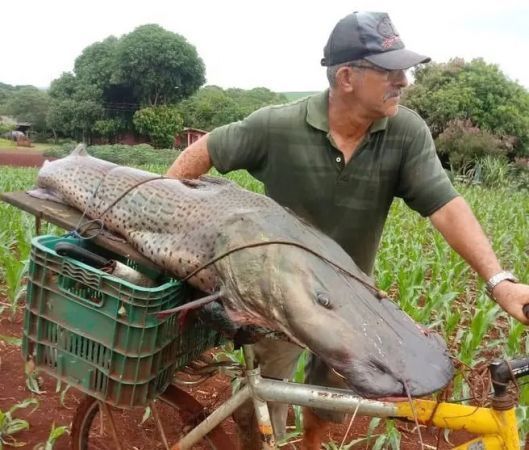 O Pintado habita as calhas dos rios das bacias do São Francisco, Paraná e Prata, embaixo de malhas de aguapés e camalotes e em bocas de corrichos. Tem o hábito noturno.