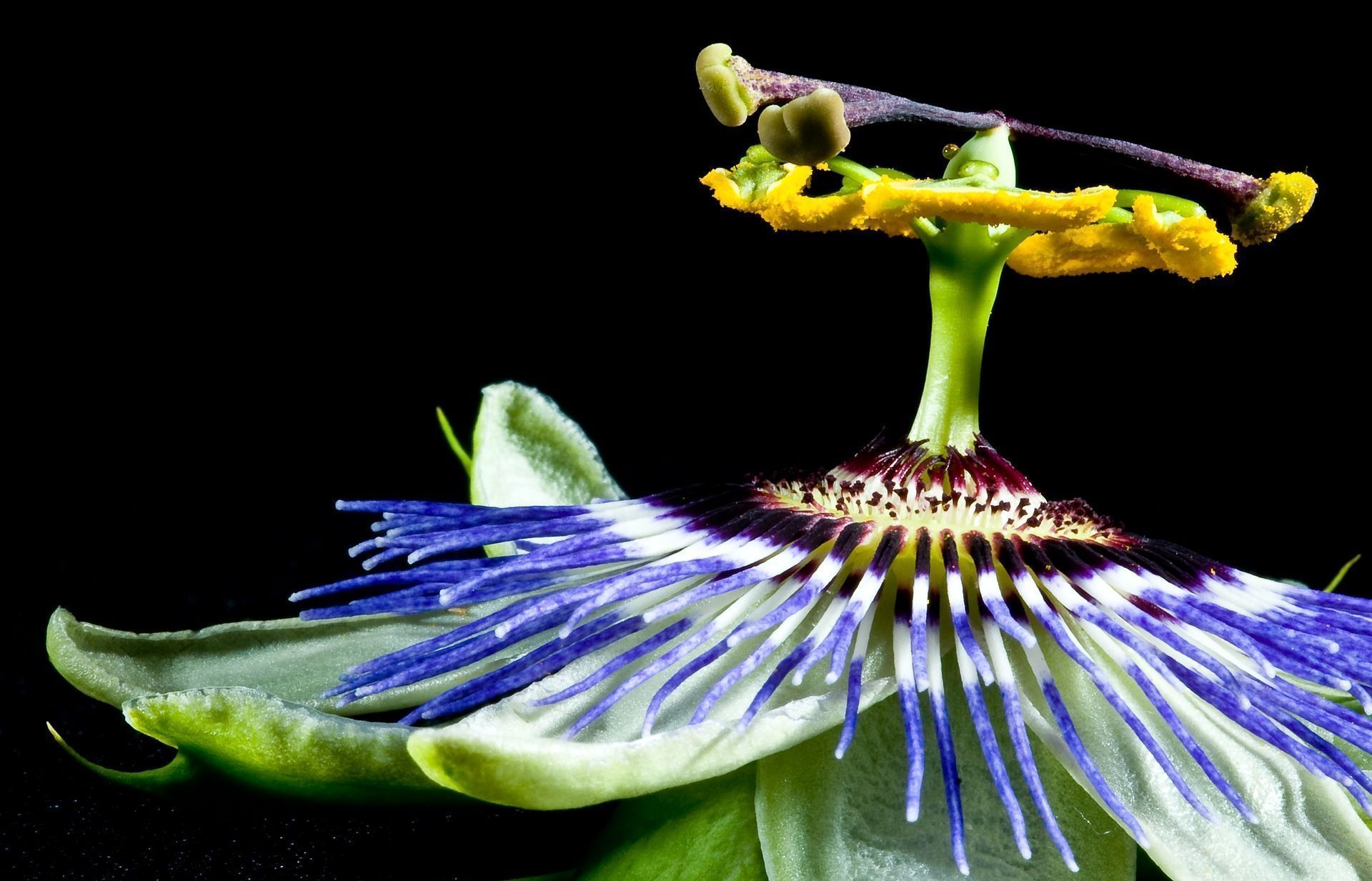 3 ervas naturais que vão te ajudar a tratar a ansiedade