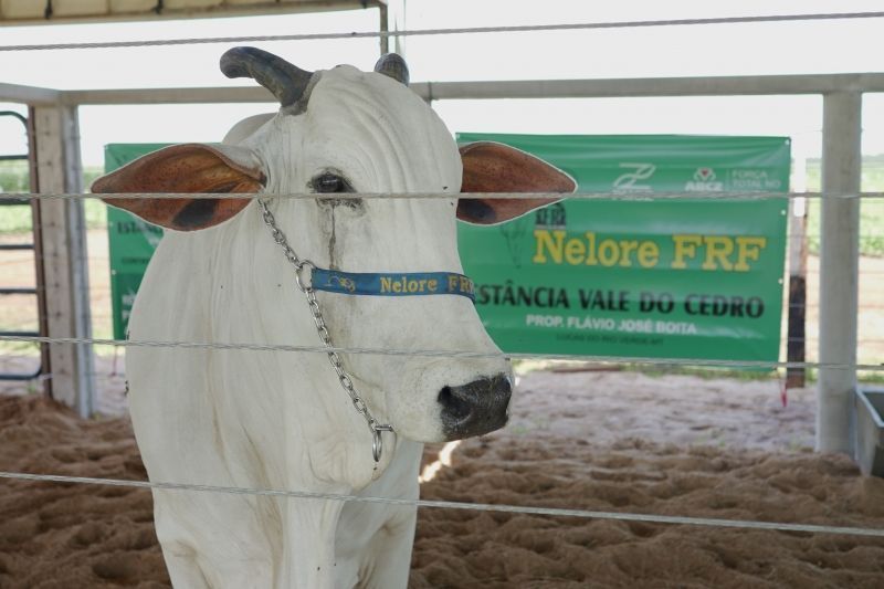 pecuaria se destaca no show safra com palestras e exposicao de bovinos