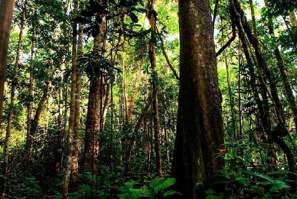 sedec passa a emitir certificado da taxa de reposicao florestal