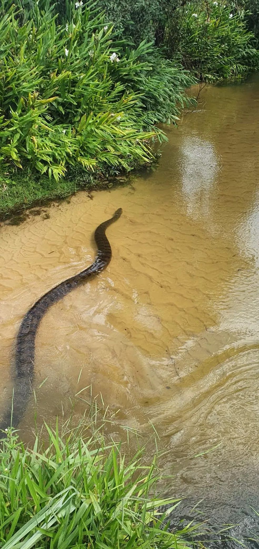 Estas cobras vivem perto de córregos, rios e lagos. Apesar de não serem ágeis em ambiente terrestre, elas são muito rápidas dentro d’água podendo ficar até 30 minutos sem respirar. Possuem hábitos crepusculares e noturnos.